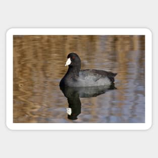 American Coot Sticker